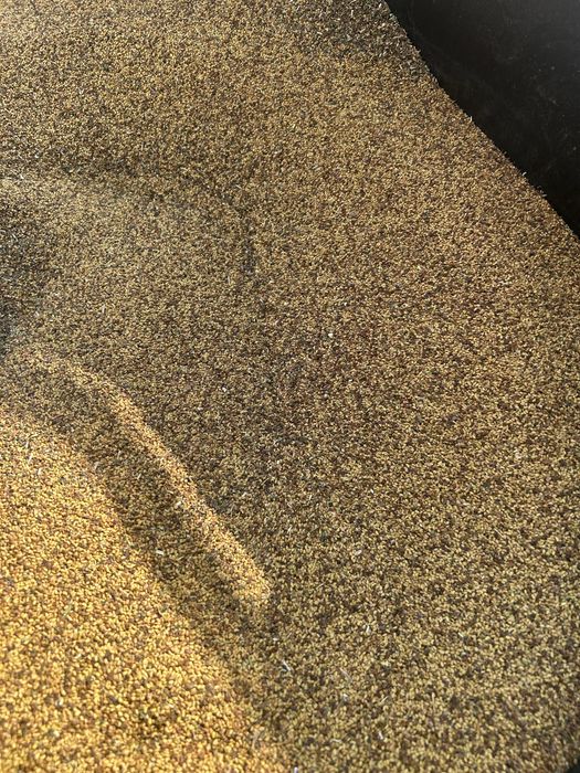 Vand samanta de lucerna pretul este negociabil la cantiate mai mare