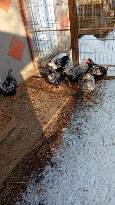 Oua pt incubat pasari de rasa