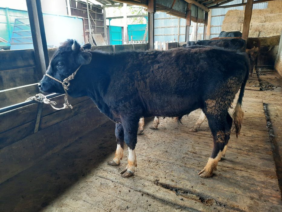 Бұқалар сатылады