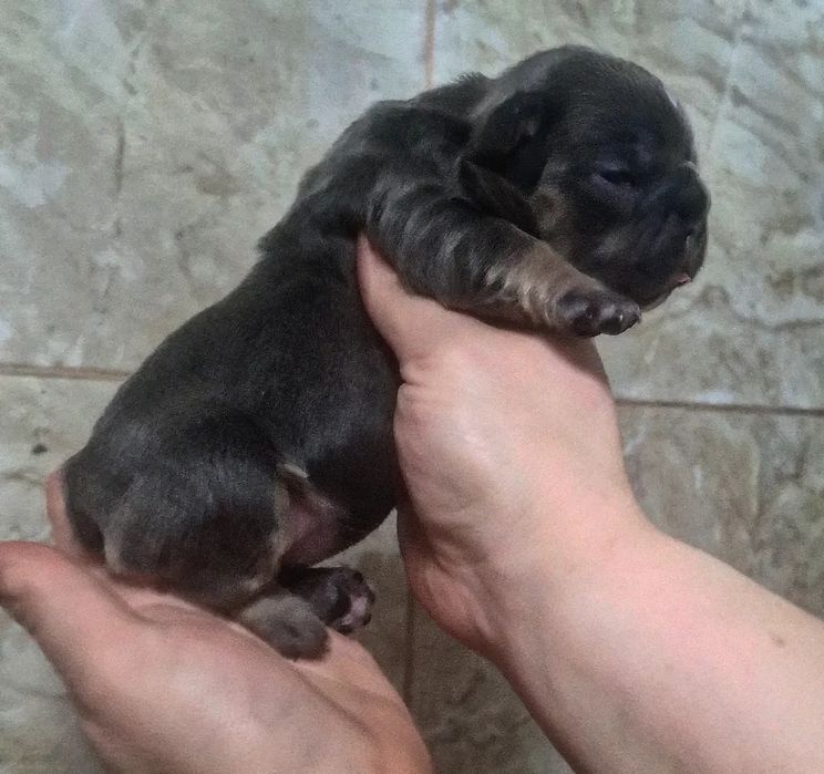 Французский бульдог малыши