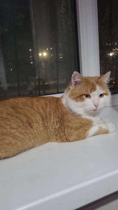 Отдам кота в хорошие руки