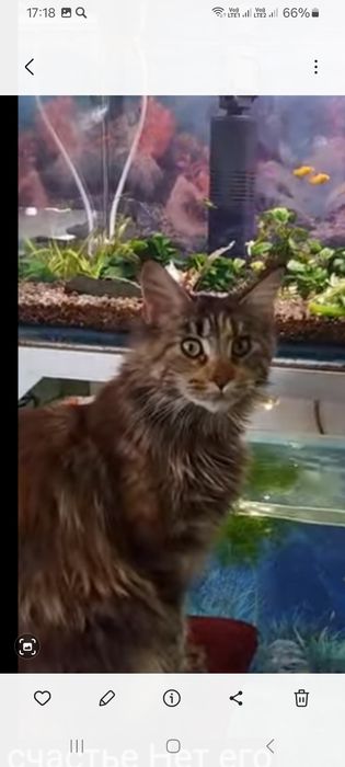 Отдам котят бесплатно