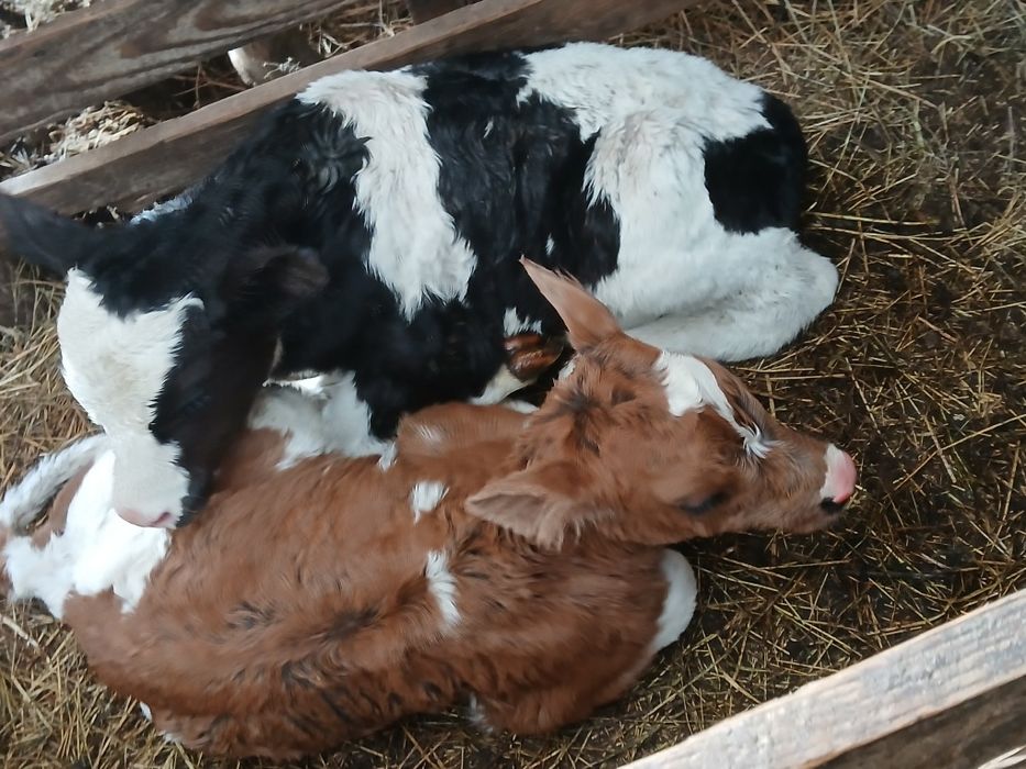 Vand vitei baltata românească
