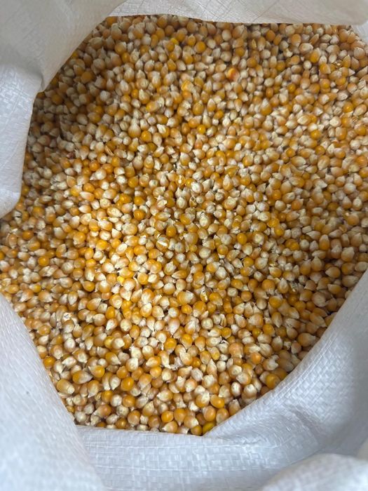 Продам кукурузу (попкорн)