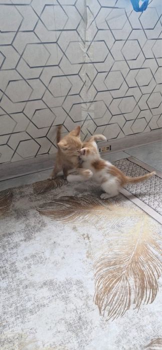 Домашний кошки.