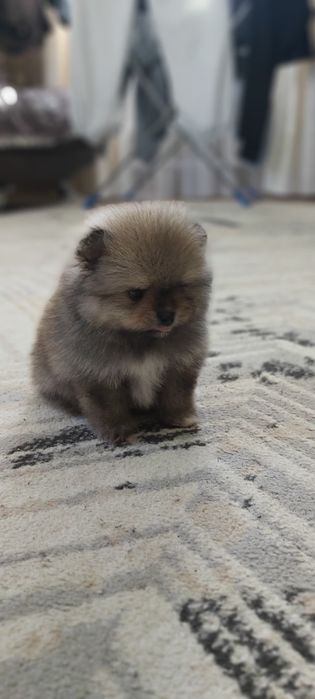 Шпицы  щенки в наличии