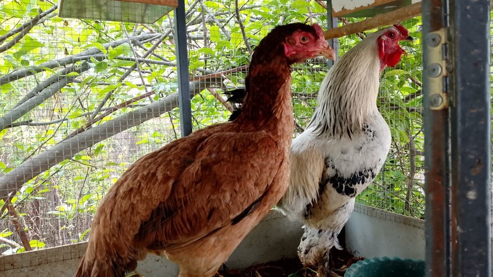 Xonaki tovuqlar brama kulangi