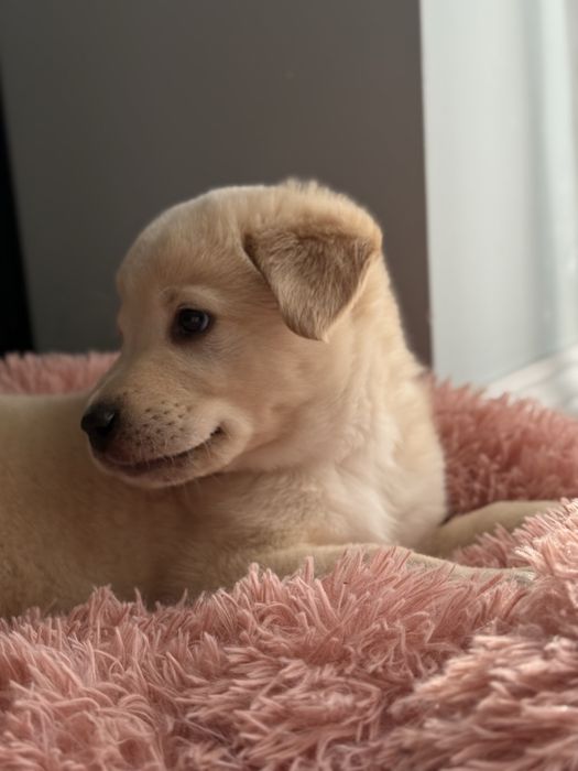 Продается щенок Лабрадора