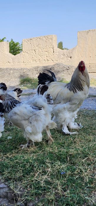 Гигант Брамалар Тухуми сотилади 10 000