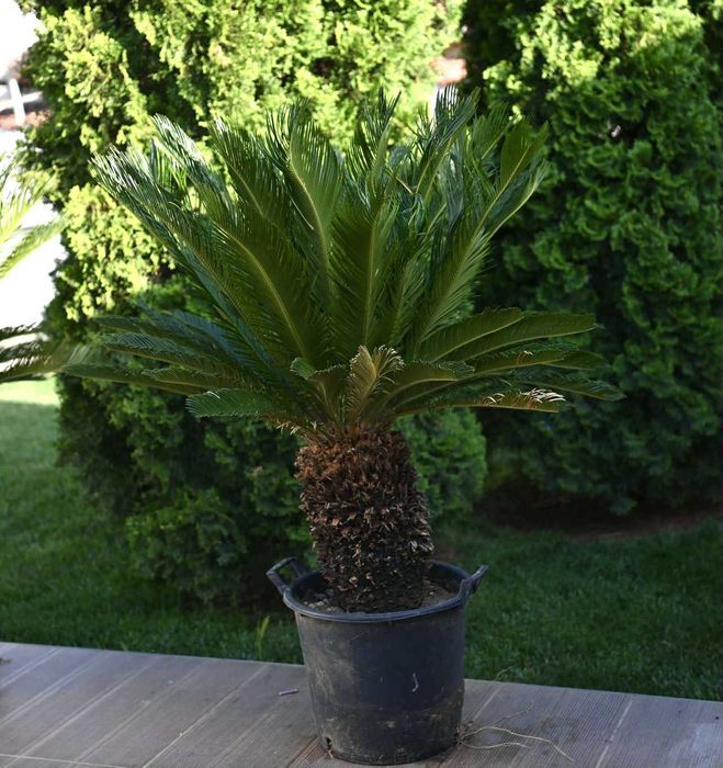Палми цикас на 25 години