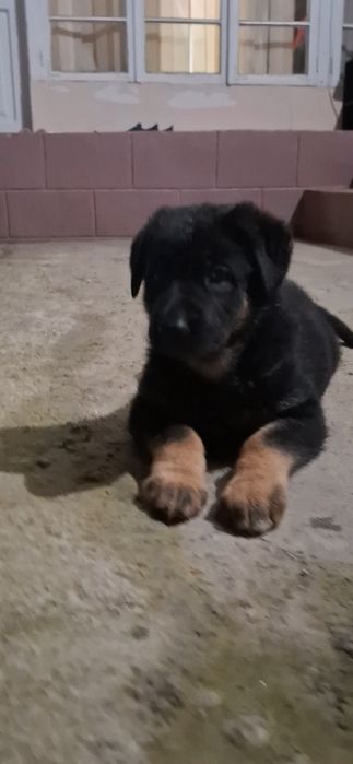 Продаётся щенки немецких овчарок