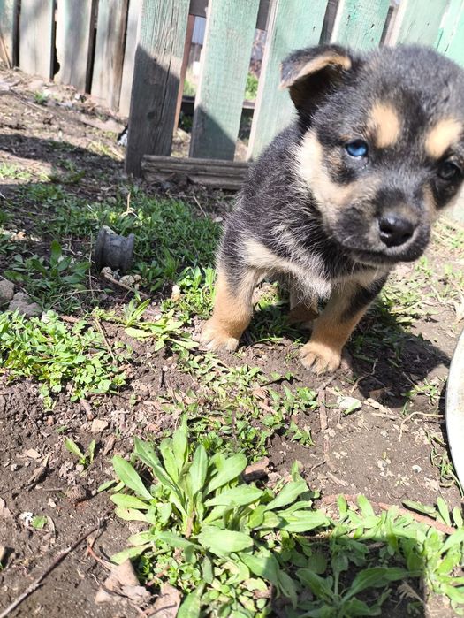 Милашки в дар. Доставлю!