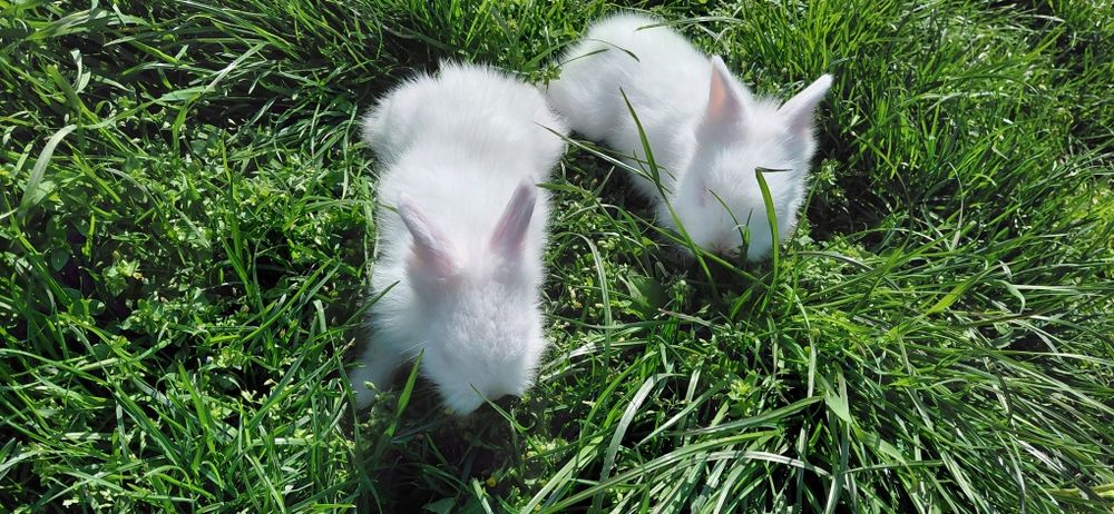 Pui iepure cap de leu