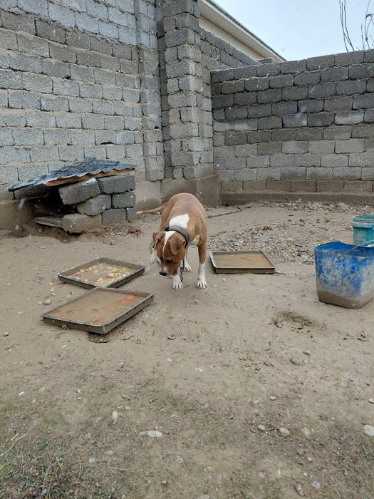 Питбул 1-жылдық ит