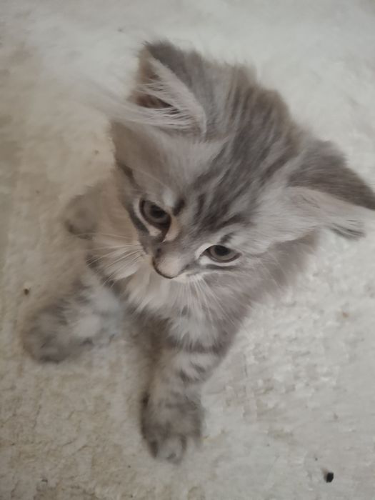 Продоётся котёнок