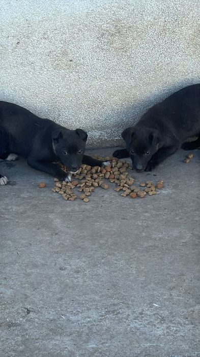 Donez 2 catei, baiat si fetita