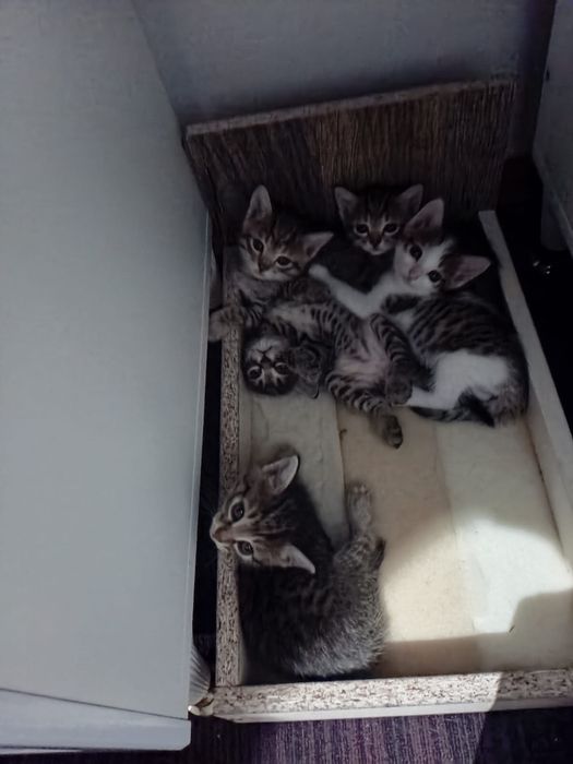 Отдам котят в добрые руки