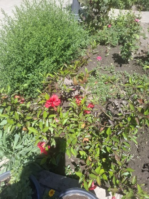 Продаю гибискус комнатный