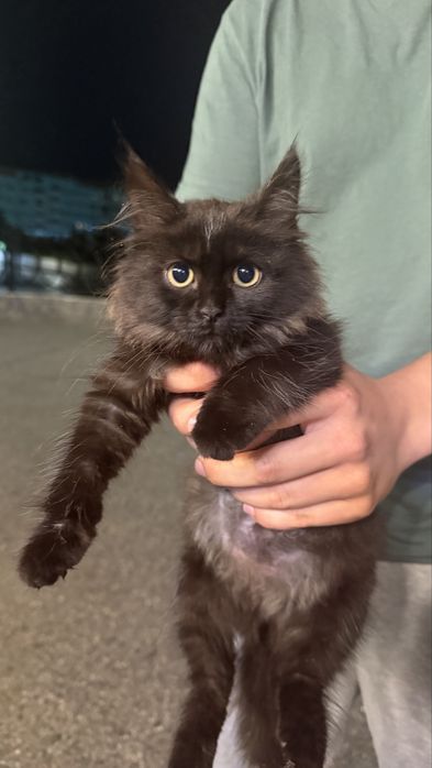 Котенок в добрые руки