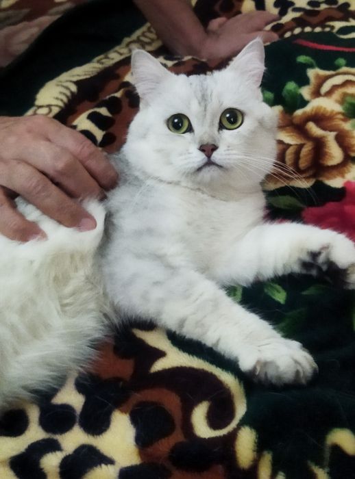 Вязка Juftlashuvchi mushuklar  кошек Шиншилла серебро