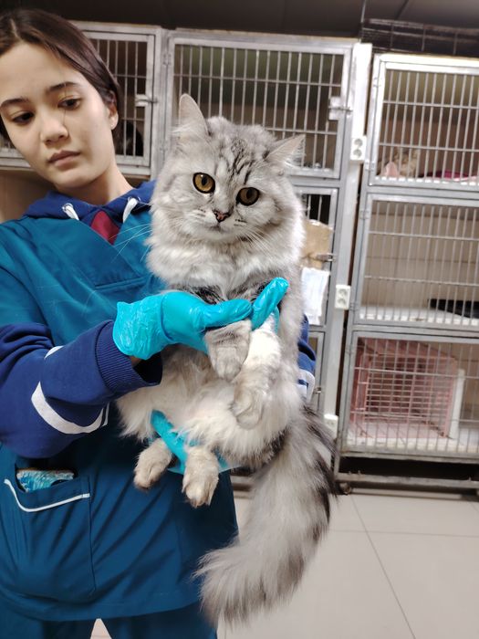 Кошечки в хорошие руки