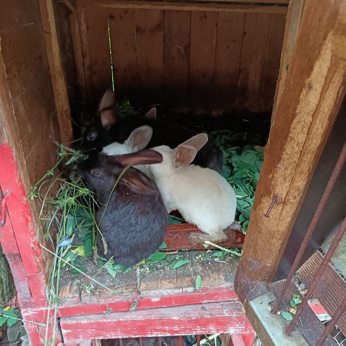 Iepuri de casa rexs