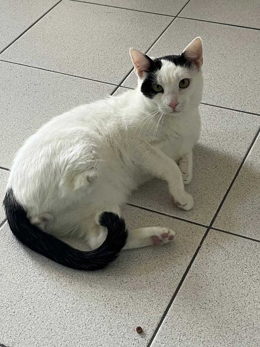 Pisu, motan sterilizat pentru adopție