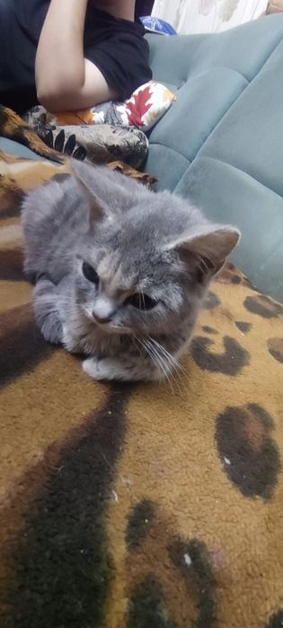 Продам кошечку 15000