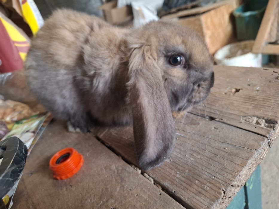 iepure berbec german