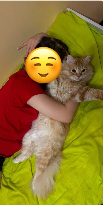 Кошка британка ласковая