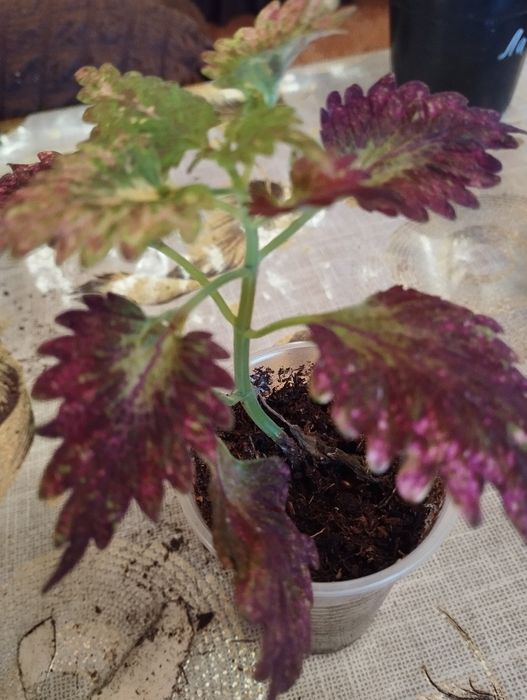 Продам комнатные растения Колеусы