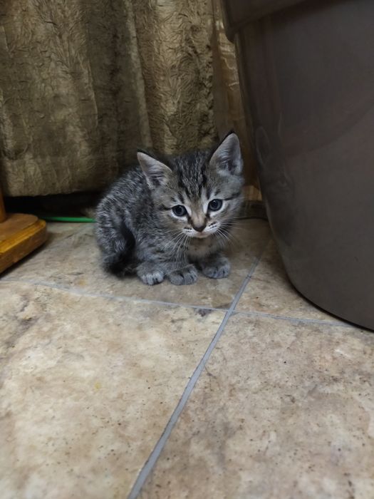 Котята британские вислоухие