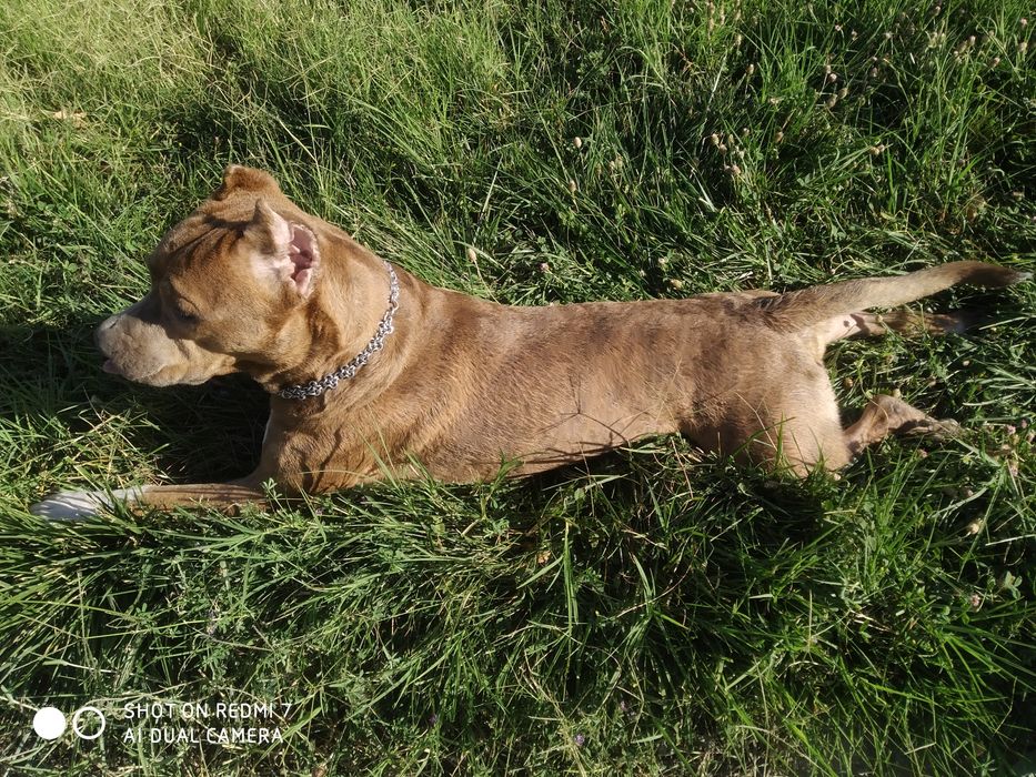 Вязка питбультерьера (Sotilmaydi/Не продаётся)