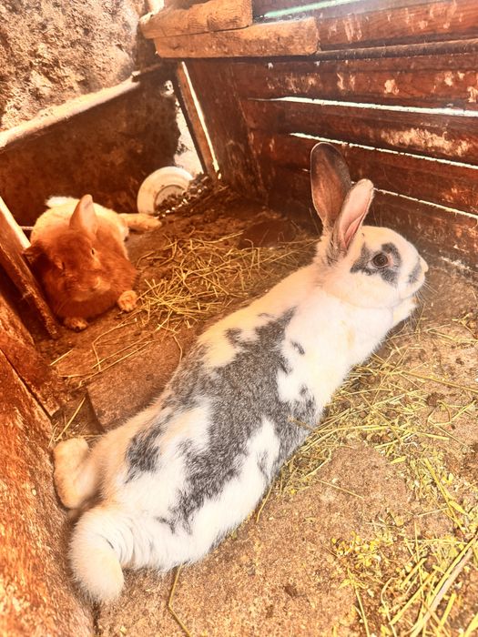 Quyonlar har xil parodiyadagi