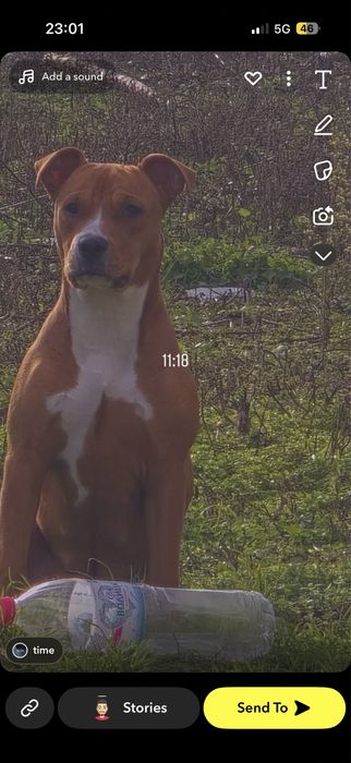 Продават се малки питбули