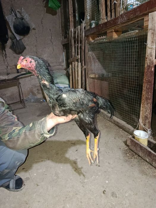 Dakan xóroz sotiladi 3ta