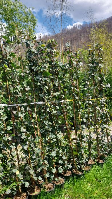 Iedera Cațaratoare 2m