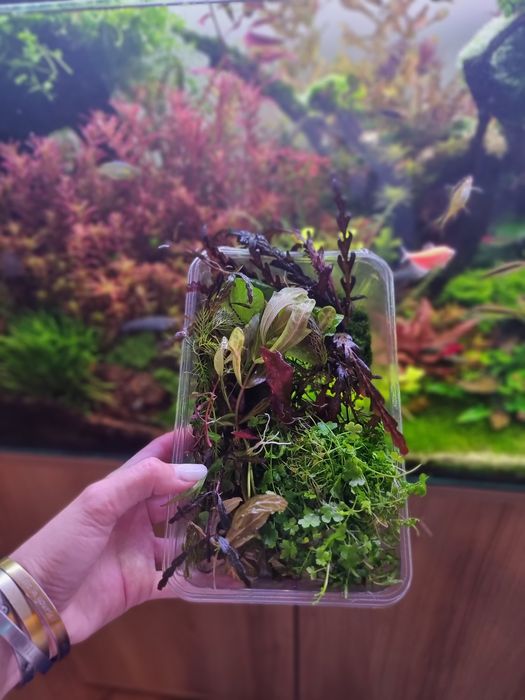 Plante naturale Acvariu pachete mari