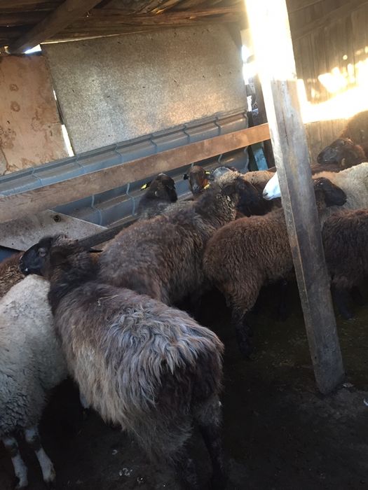 Продам жирных баран в городе