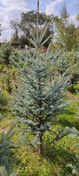 Голубые елки в Алматы