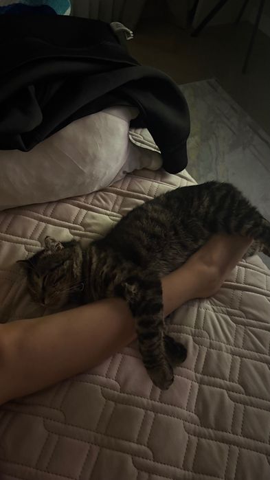 кот отдам даром ,