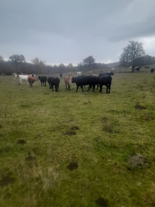 Vaci Angus de vanzare