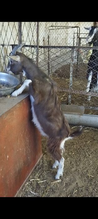 100% лик Тогенбург такача козлёнок породы Тогенбург