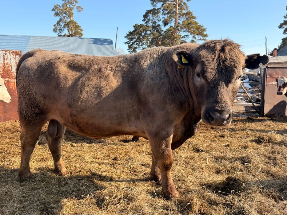 Продам быка ангус с аулеколь