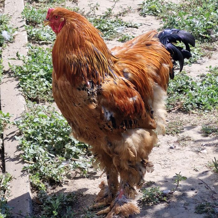 cocosi de vanzare brahma și oua.