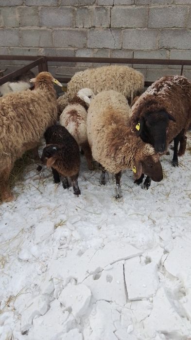 Қозысымен қойлар сатылады