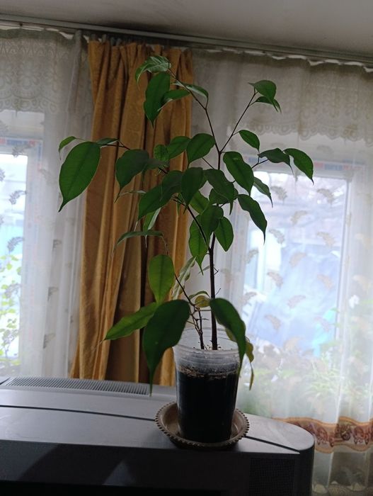 Продам цветы домашние