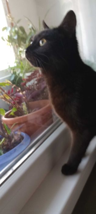 Котенца на десет месеца търсят дом.