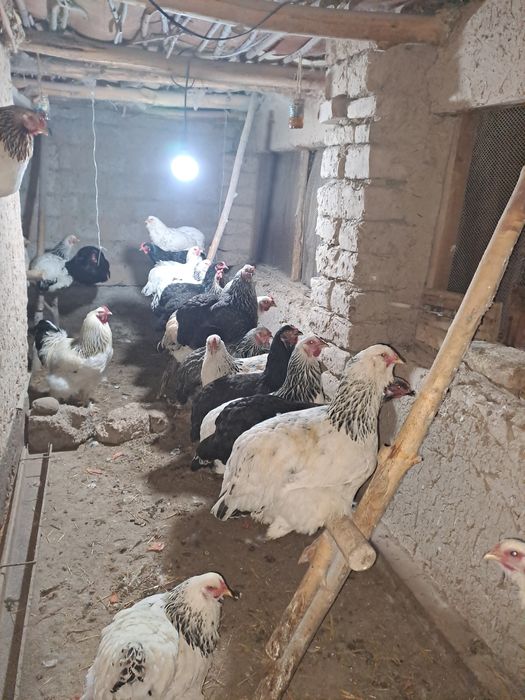 Черняевкада Уй шароитида боқилган товуқ тухумлари сотилади.