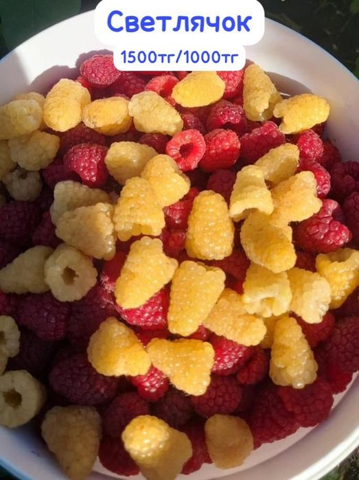 Саженцы малины ремонтантных сортов